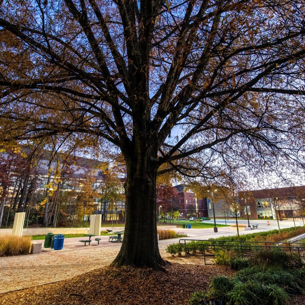 A tree is in the foreground, most of its leaves on the ground. In the background is the Roger Wilkins Plaza and Fenwick library. The sky is darkening as it is dusk.